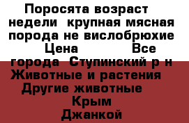 Поросята возраст 4 недели, крупная мясная порода(не вислобрюхие ) › Цена ­ 4 000 - Все города, Ступинский р-н Животные и растения » Другие животные   . Крым,Джанкой